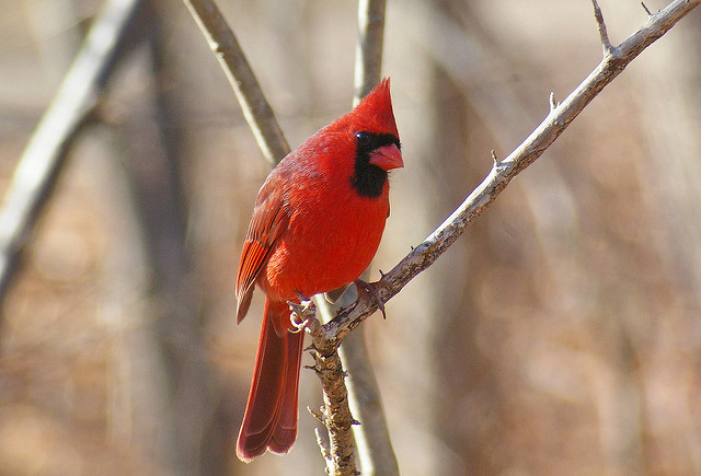 Northern Cardinal in Ohio